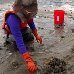 Postdoctoral student Krista OKE sorts through a seine for fish in the Mendenhall River estuary as part of the Alaska NSF EPSCoR Fire and Ice project on July 3, 2019. (Courtesy Photo | Tom Moran)