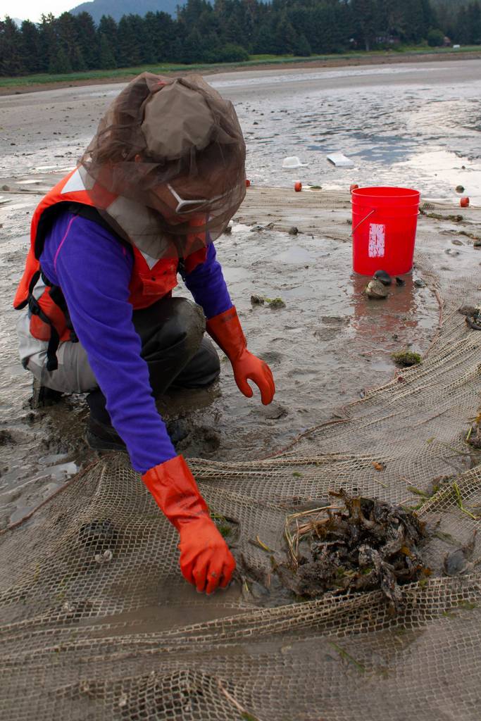 Postdoctoral student Krista OKE sorts through a seine for fish in the Mendenhall River estuary as part of the Alaska NSF EPSCoR Fire and Ice project on July 3, 2019. (Courtesy Photo | Tom Moran)