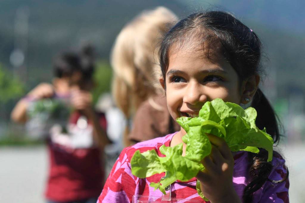 Gina Athwani eats fresh lettuce grown in the Farm to School program at Harborview Elementary School on Wednesday, June 26, 2019. (Michael Penn | Juneau Empire)
