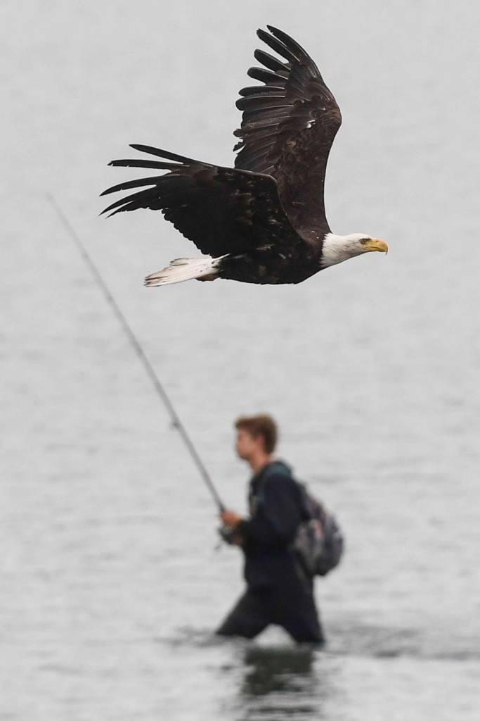 Bald eagles and fishermen take advantage of returning salmon to the Macaulay Salmon Hatchery on Tuesday, July 9, 2019. (Michael Penn | Juneau Empire)