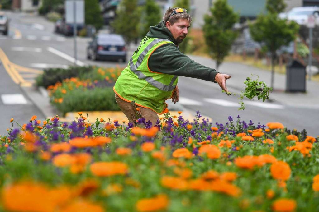 Will Nicholls, of the citys landscaping division, deadheads flowers and pulls weeds from a Main Street median on Friday, July 12, 2019. (Michael Penn | Juneau Empire)