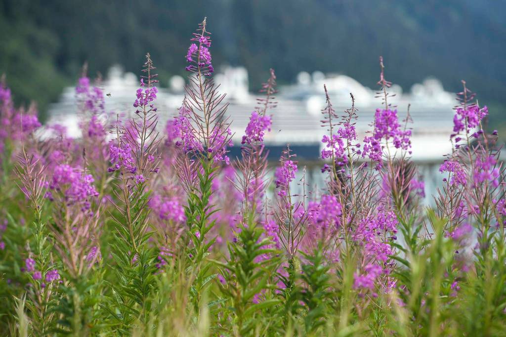 Fireweed blooms downtown against a backdrop of cruise ships on Monday, July 22, 2019. (Michael Penn | Juneau Empire)
