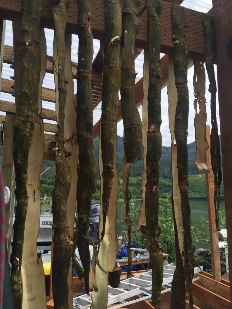 Devils club hangs to dry in Wrangell. (Vivian Mork Yéilk | For the Capital City Weekly)