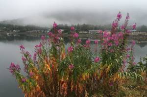 Fireweed is close to fog in Sitka. (Vivian Mork Yéilk | For the Capital City Weekly)