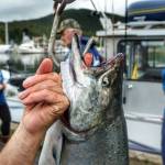 A-20 pound king salmon is lifted off a scale at the Golden North Salmon Derbys weigh-in station at the Don D. Statter Memorial Boat Harbor in Auke Bay on Saturday, Aug. 24, 2019. (Michael Penn | Juneau Empire)