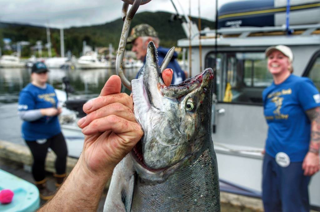 A-20 pound king salmon is lifted off a scale at the Golden North Salmon Derbys weigh-in station at the Don D. Statter Memorial Boat Harbor in Auke Bay on Saturday, Aug. 24, 2019. (Michael Penn | Juneau Empire)