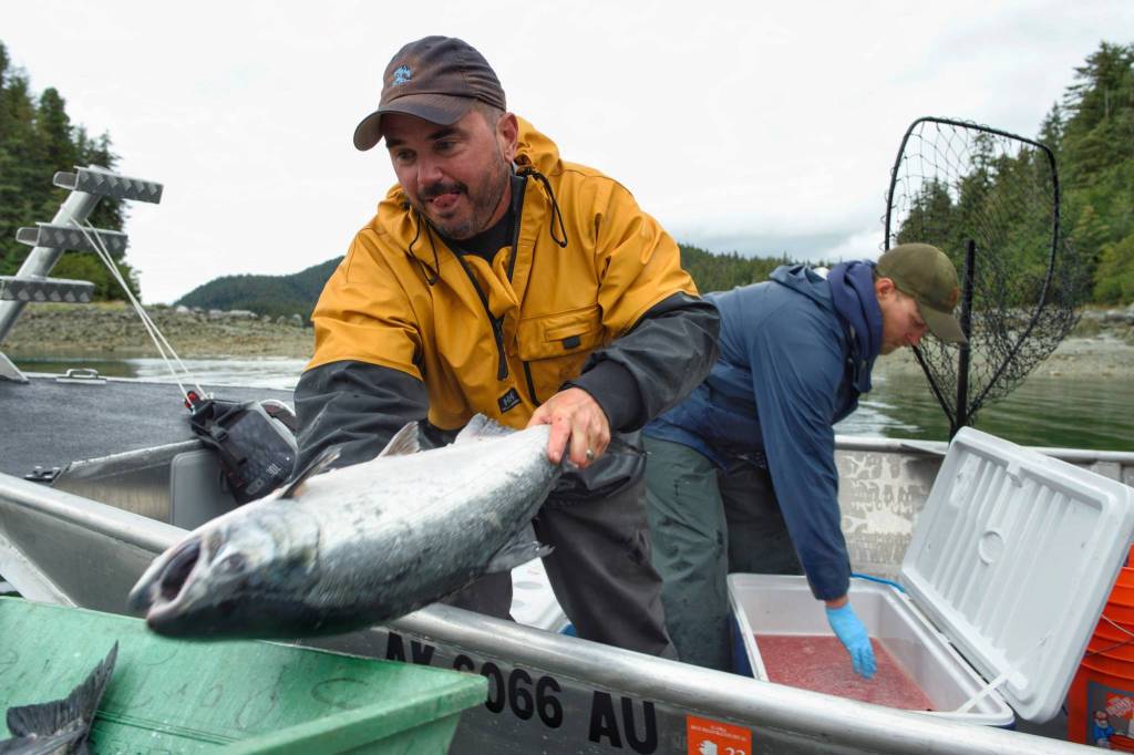 John Bohan, left, and Dusty Riesterer offload a dozen coho at the Golden North Salmon Derbys station at Amalga Harbor on Saturday, Aug. 24, 2019. (Michael Penn | Juneau Empire)