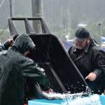 Derby volunteers pour ice into crates holding fish caught for the Derby at Mike Pusich Harbor in Douglas on Sunday, Aug. 25, 2019. (Peter Segall | Juneau Empire)