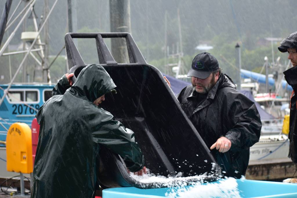 Derby volunteers pour ice into crates holding fish caught for the Derby at Mike Pusich Harbor in Douglas on Sunday, Aug. 25, 2019. (Peter Segall | Juneau Empire)