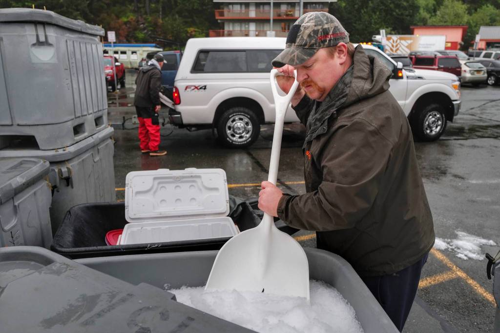 Scott Sell shovels ice at the Don D. Statter Boat Harbor in Auke Bay before the start of the Golden North Salmon Derby on Friday, Aug. 23, 2019. (Michael Penn | Juneau Empire)