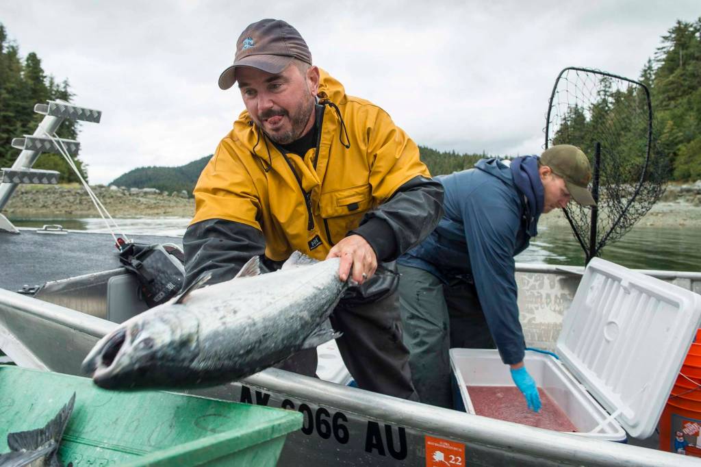 John Bohan, left, and Dusty Riesterer offload a dozen coho at the Golden North Salmon Derbys station at Amalga Harbor on Saturday, Aug. 24, 2019. (Michael Penn | Juneau Empire)