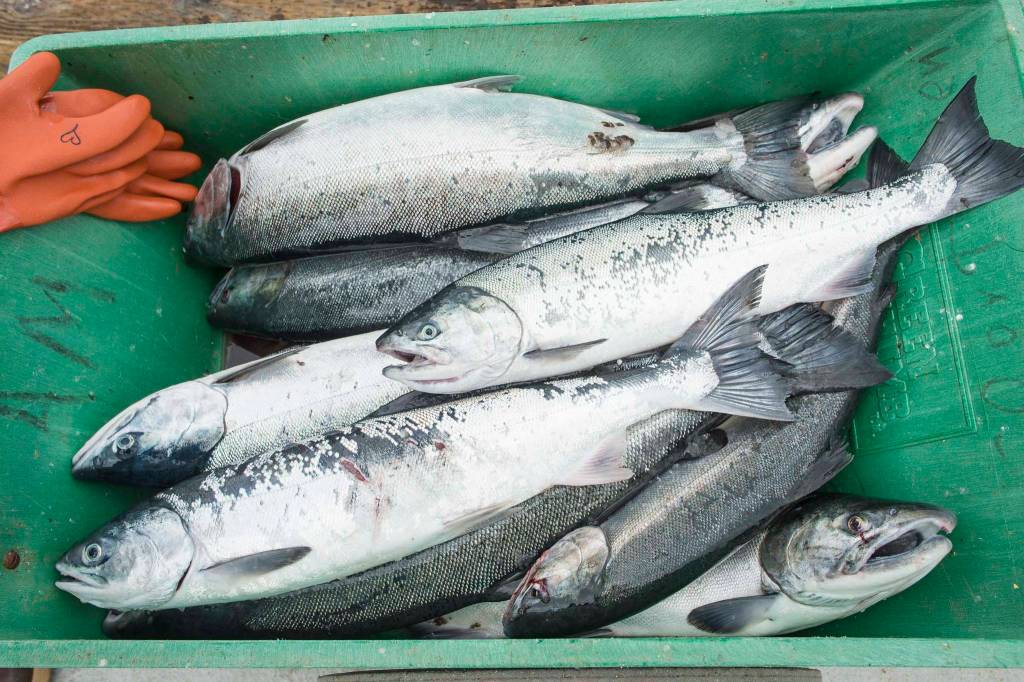 A dozen coho turned in at the Golden North Salmon Derbys station at Amalga Harbor on Saturday, Aug. 24, 2019. (Michael Penn | Juneau Empire)