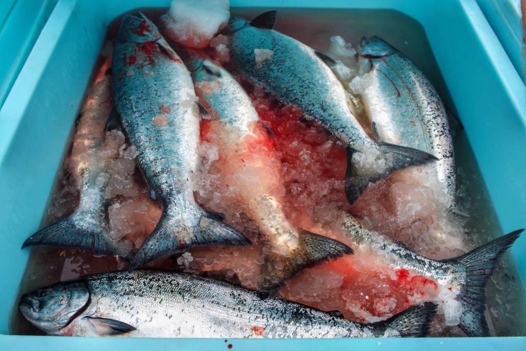 Numerous king salmon in the 20-pound range float in a tote of ice water at the Golden North Salmon Derbys weigh-in station at the Don D. Statter Memorial Boat Harbor in Auke Bay on Saturday. (Michael Penn | Juneau Empire)