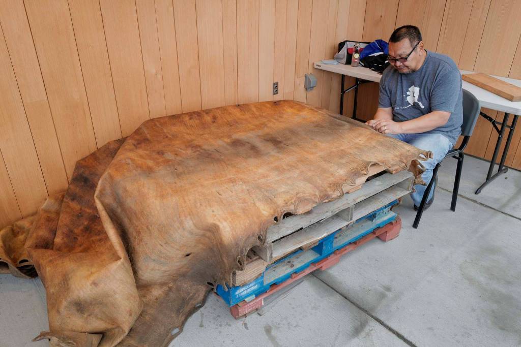John Waghiyi Jr., artist and whaling captain, sews a walrus hide together at the Walter Soboleff Center on Tuesday, Aug. 27, 2019. The hide will be used for a blanket toss by the Sealaska Heritage Institute. Waghiyi and his wife, Arlene Annogiyuk Waghiyi, from Savoonga, are currently the artists-in-residence at SHI. the Waghiyis will demonstrate dances from their region from noon-1 pm, Wednesday, Aug. 28, for the public at SHI. (Michael Penn | Juneau Empire)