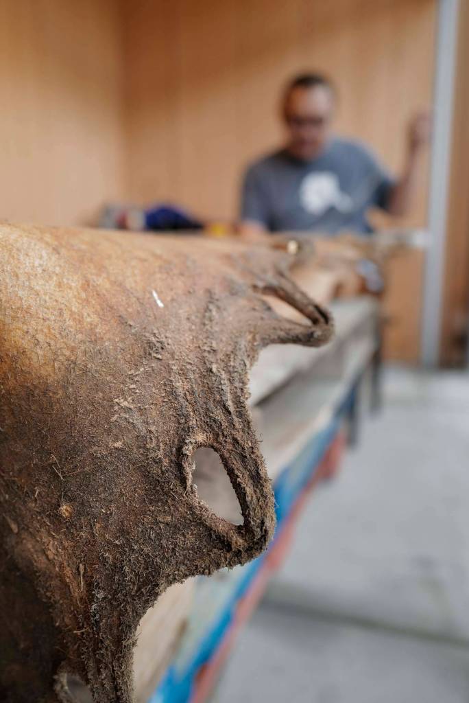 John Waghiyi Jr., artist and whaling captain, sews a walrus hide together at the Walter Soboleff Center on Tuesday, Aug. 27, 2019. The hide will be used for a blanket toss by the Sealaska Heritage Institute. Waghiyi and his wife, Arlene Annogiyuk Waghiyi, from Savoonga, are currently the artists-in-residence at SHI. the Waghiyis will demonstrate dances from their region from noon-1 pm, Wednesday, Aug. 28, for the public at SHI. (Michael Penn | Juneau Empire)