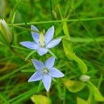 A felwort starts to flower in late summer. (Courtesy photo | David Bergeson)