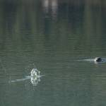 A seal watches a fishing lure hit the water as eight-graders from Dzantaki Heeni Middle School fish for salmon at the Wayside Park on Channel Drive on Friday, Aug. 30, 2019. (Michael Penn | Juneau Empire)