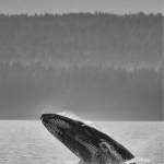 A young humpback whale breaches a quarter-mile from shore off Point Louisa, just outside of Auke Bay, on Saturday, Aug. 31, 2019. (Courtesy Photo | Ken Gill)