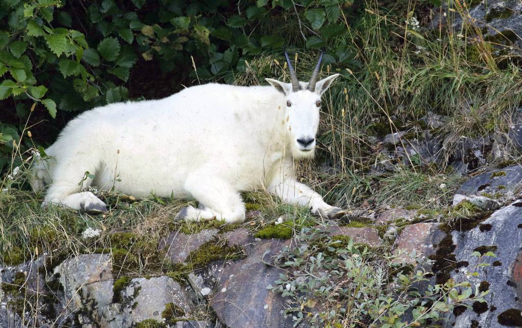 A mountain goat rests in Tracy Arm. (Courtesy photo | Linda Shaw)
