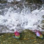 Opinion: Divesting from fossil fuels is the right move for Alaska salmon and the bottom-line