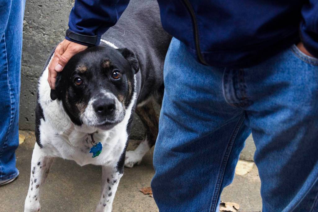 An enthusiastic picnicker eyes a cheeseburger during the Juneau Central Labor Councils annual Labor Day picnic at Savikko Park, Monday, Sept. 2, 2019. (Michael S. Lockett | Juneau Empire)