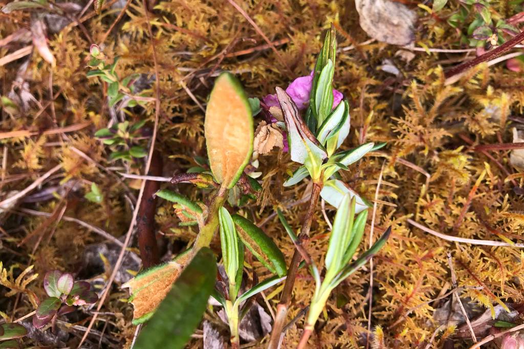 There are differences between Labrador Tea and Bog Laurel in the muskeg that can be learned. (Vivian Faith Prescott | For the Capital City Weekly)