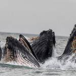 Humpback whales in Juneau. (Michael Penn | Juneau Empire File)