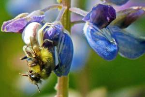 The hapless bee comes to a lupine inflorescence where the spider was waiting. (Bob Armstrong | For the Juneau Empire)
