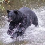 A male black bear chases spawning sockeye salmon in Steep Creek at the Mendenhall Glacier Visitor Center in August 2018. Saturday the visitor center will be the site of a Smokey Bear birthday celebration. (Michael Penn | Juneau Empire File)