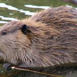 Beavers like this one were once captured in Cordova and released in Kodiak, to establish a population there. (Courtesy Photo | Frank Zmuda)