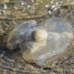 A jellyfish washes in with high tide at Sandy Beach on Friday, Sept. 27, 2019. (Michael Penn | Juneau Empire)