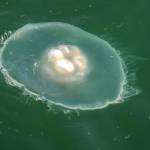 A moon jellyfish swims in Gastineau Channel on Thursday, Sept. 5, 2019. (Michael Penn | Juneau Empire)