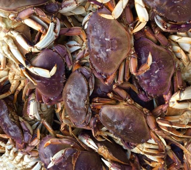 Crabs square dance Aug. 8, 2019, near the downtown Juneau seawalk. (Courtesy Photo | Denise Carroll)