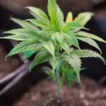 A young marijuana plant at the Top Hat Concentrates facility on Thursday, July 27, 2017. (Michael Penn | Juneau Empire File)