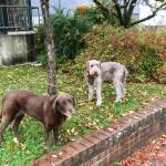 Two early voters watch other Douglas residents going to vote at the Douglas Library during municipal elections on Oct. 1, 2019. Voting is from 7 a.m. to 8 p.m. on Tuesday, Oct. 1, 2019. (Michael S. Lockett | Juneau Empire)