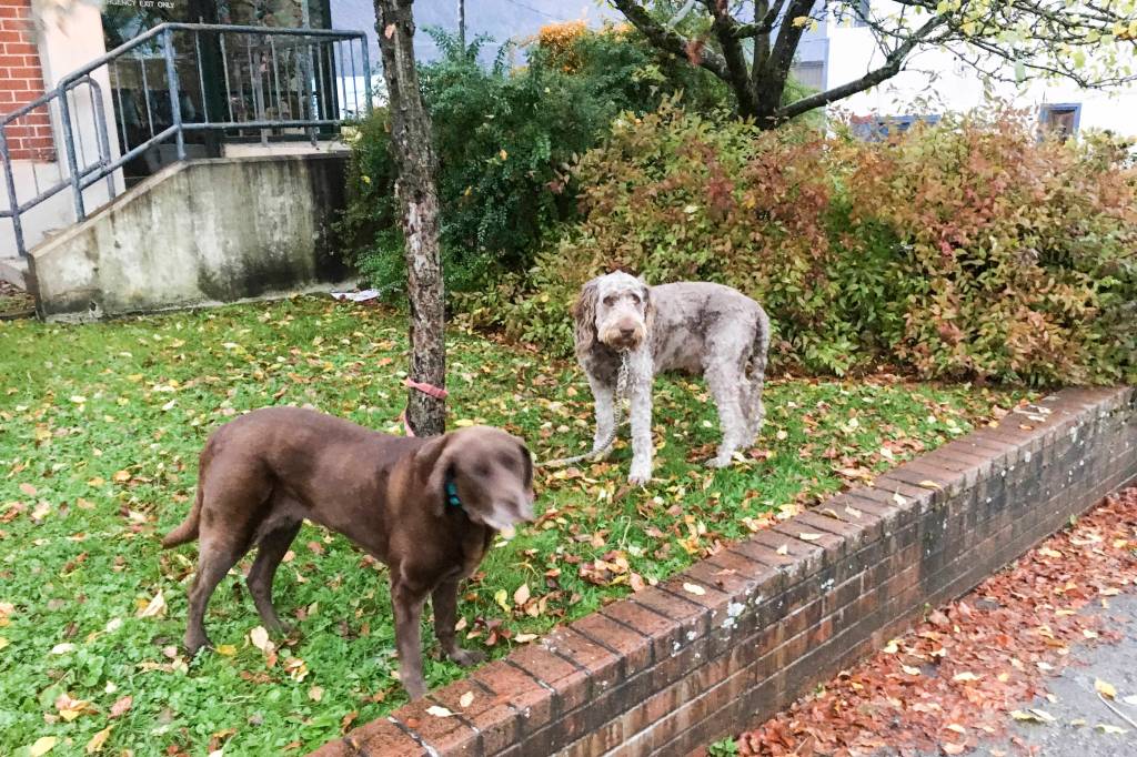 Two early voters watch other Douglas residents going to vote at the Douglas Library during municipal elections on Oct. 1, 2019. Voting is from 7 a.m. to 8 p.m. on Tuesday, Oct. 1, 2019. (Michael S. Lockett | Juneau Empire)