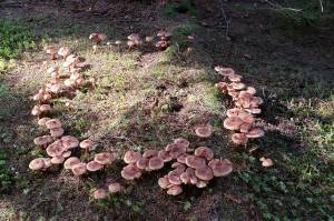 Welcome to the mushroom show