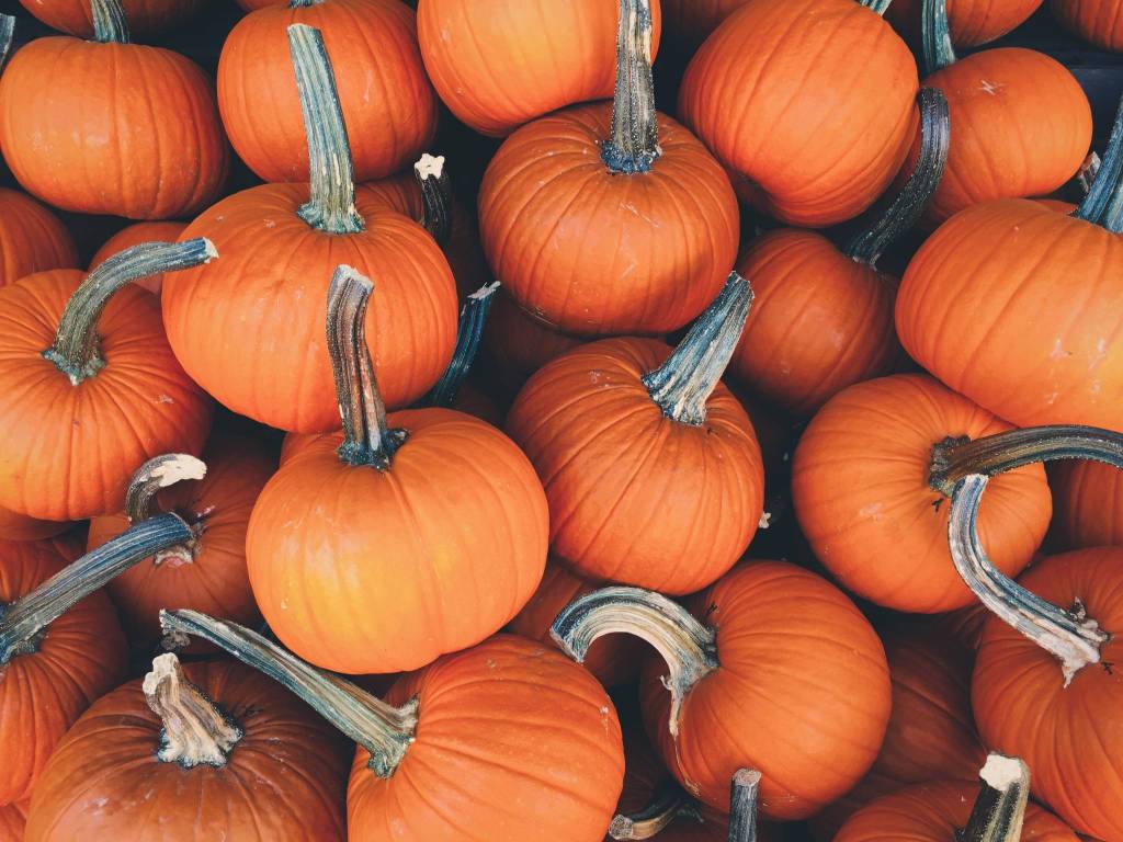 Juneau Montessori School will hold a pumpkin patch fundraiser. (Courtesy Photo | Unsplash)