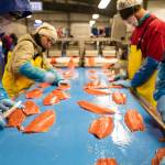 Workers process Bristol Bay catch on a recent year. (Courtesy Photo | SalmonState)