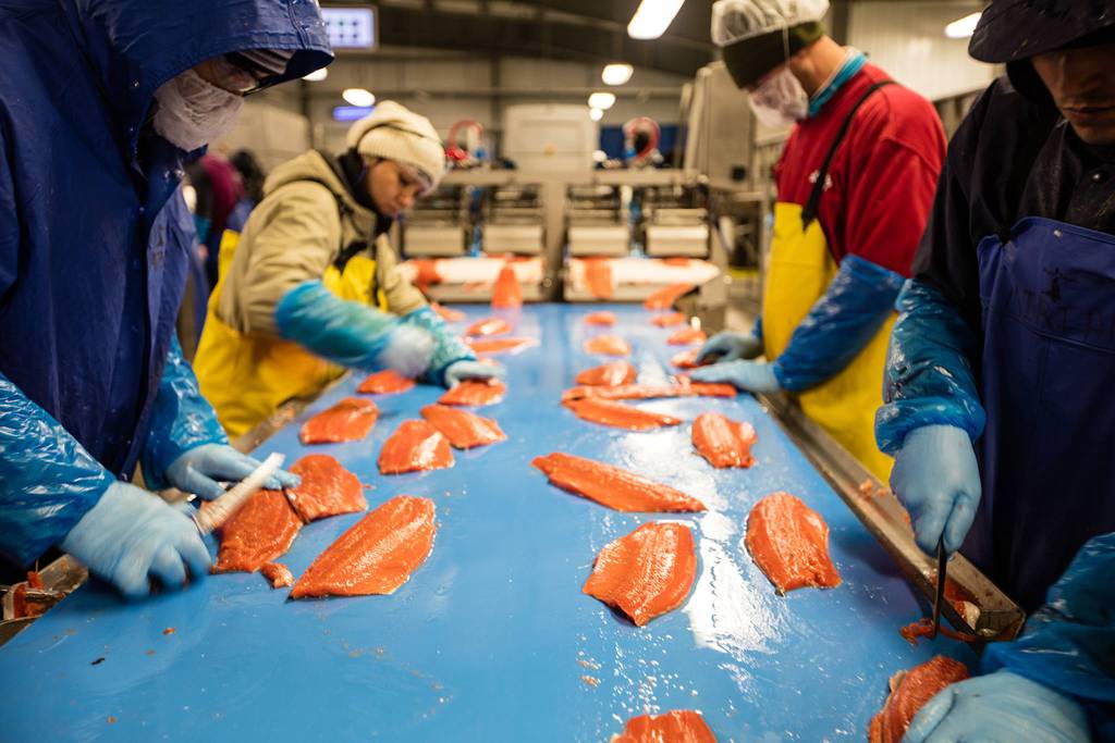 Workers process Bristol Bay catch on a recent year. (Courtesy Photo | SalmonState)