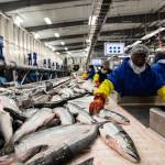 Workers process Bristol Bay catch on a recent year. (Courtesy Photo | SalmonState)