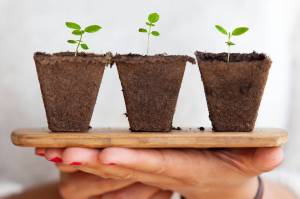 How do rising C02 levels affect plants?