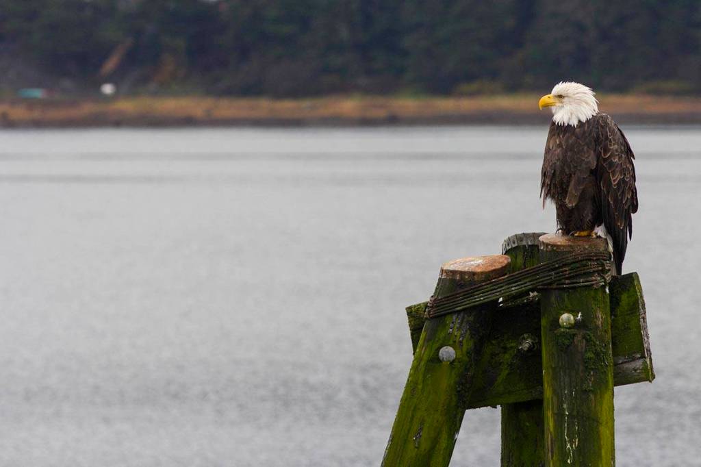 A bald eagle sits on a piling by the Macaulay Salmon Hatchery on Monday, Oct. 21, 2019. (Michael S. Lockett | Juneau Empire)