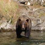 A brown bear fishes for salmon in Sweetheart Creek south of Juneau in August 2019. (Courtesy Photo | Dr. Tracy Ward)