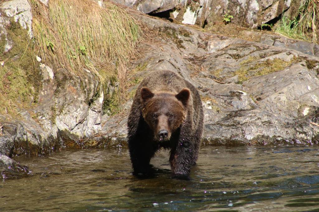 A brown bear fishes for salmon in Sweetheart Creek south of Juneau in August 2019. (Courtesy Photo | Dr. Tracy Ward)