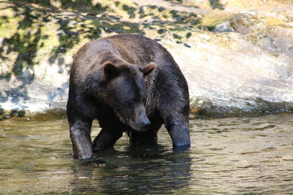 A brown bear fishes for salmon in Sweetheart Creek south of Juneau in August 2019. (Courtesy Photo | Dr. Tracy Ward)