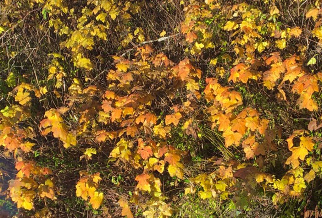 Courtesy Photos | Denise Carroll                                Thimbleberry leaves turn to gold as they face the sun at Glacier Highway Mile 2.