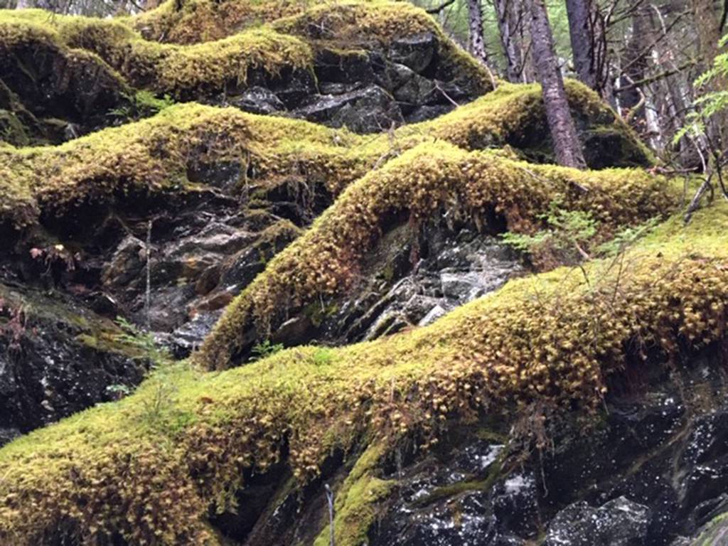 Moss coats the landscape off East Glacier Trail on Friday, Oct. 25, 2019. (Courtesy Photo | Denise Carroll)