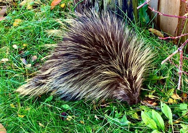 A needle-quilled porcupine stops for a snack before ambling away on Glacier Avenue on Saturday, Oct. 26, 2019. (Courtesy Photo | Denise Carroll)