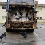 Ravens scavenge for food at Foodland IGA in downtown Juneau, Monday, Oct. 28, 2019. (Courtesy photo | Betty Marriott)